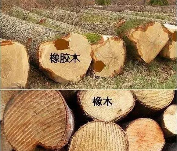 橡木和橡胶木的区别（介绍橡木与橡胶木的区别与用途）