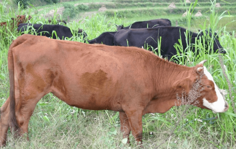 牛为什么有四个胃（揭密牛类特殊消化系统及相关生理优势）
