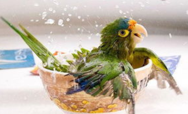 如何科学给鹦鹉洗澡(鹦鹉洗澡的正确方法指南)