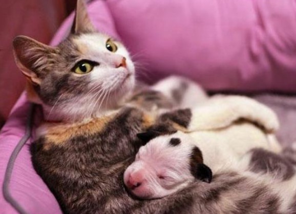 母猫多大可以怀孕(解答关于母猫繁殖年龄的问题)