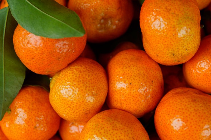 橘子的品种有哪些(全面了解各类橘子的特性)