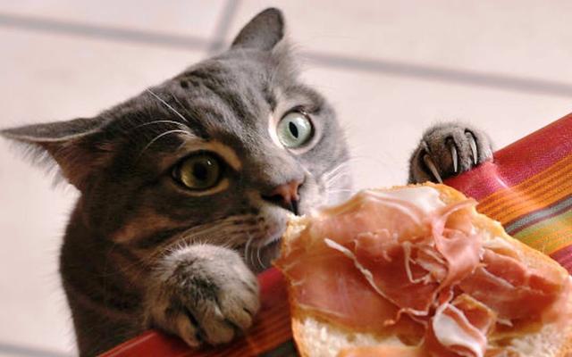 猫吃什么食物除了猫粮（除了吃猫粮这6种食物猫咪越吃越健康）