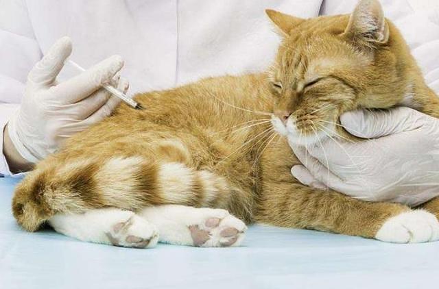 小猫可以打疫苗的年龄（详细介绍小猫疫苗接种的适宜时间）