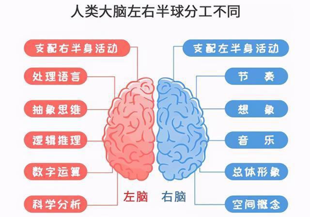 左脑和右脑功能的差异（详细解析左脑和右脑在认知和思维方面的特点）