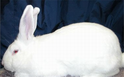兔子寿命多久(介绍兔子的寿命及寿命影响因素)