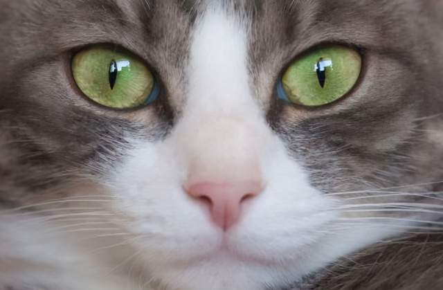 猫的眼睛为什么会发光（猫为什么会有眼睛发光）