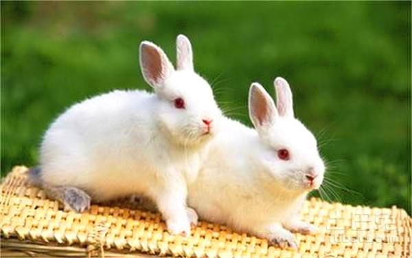兔子的性格和脾气（兔子的性格特点和脾气表现解析）