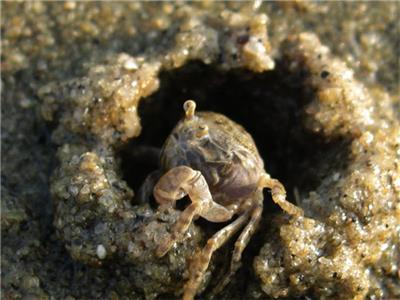海边小螃蟹没有人吃的原因（了解海边小螃蟹不受欢迎的因素）