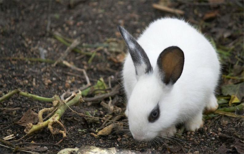 兔子的耳朵有什么作用（揭秘兔子耳朵的功能与意义）