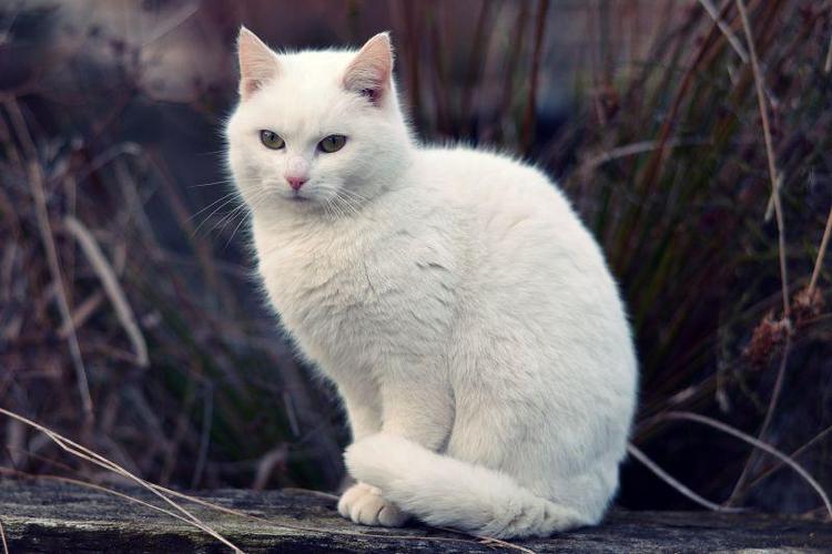 白色的猫有哪些品种（具有白色毛色的猫的品种介绍）