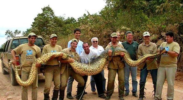 最大的蛇有多大（介绍世界上最大的蛇种及其身长记录）